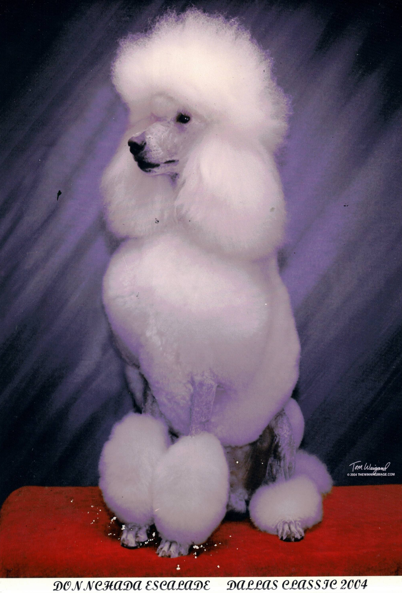 DONNCHADA ESCALADE DALLAS CLASSIC 2004 ISCC