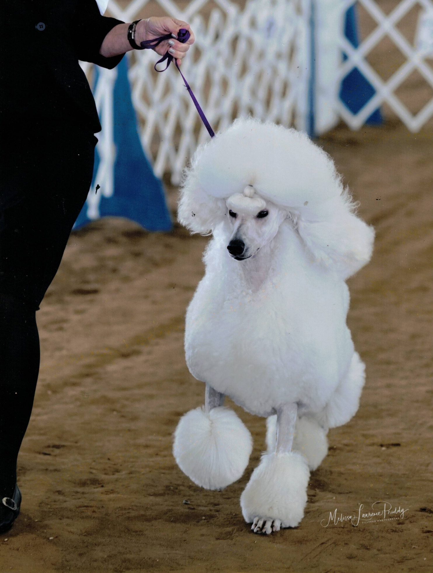 Poodle 6